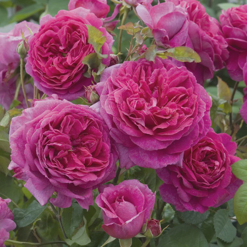 Rose Young Lycidas Bush 20cm
