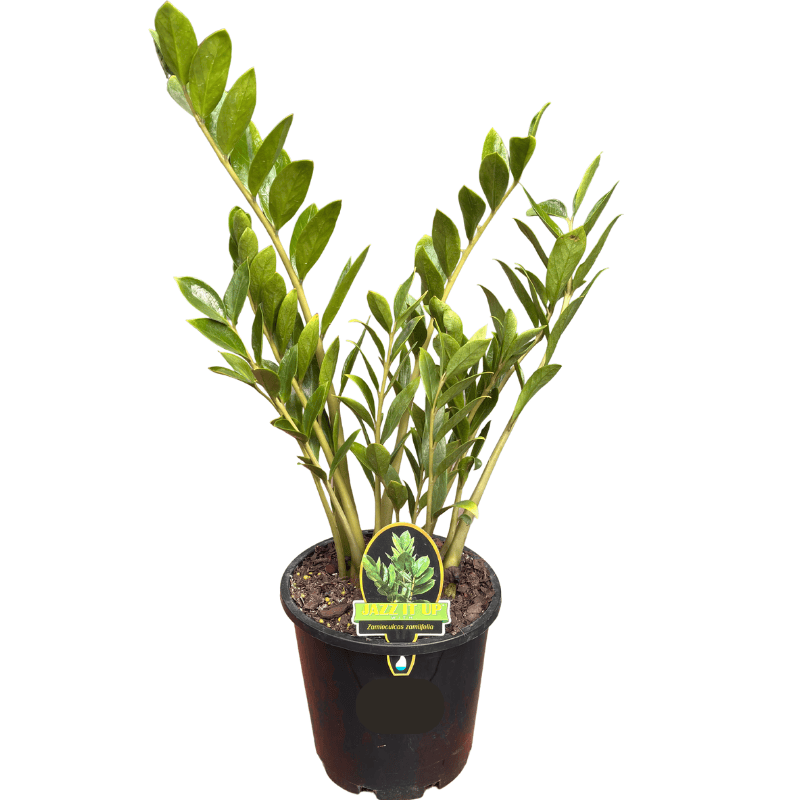 Zamioculcas zamiifolia - Zanzibar Gem 20cm