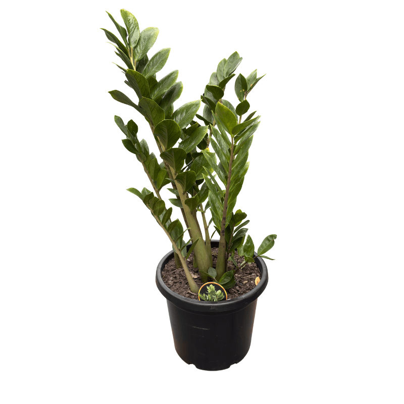 Zamioculcas zamiifolia - Zanzibar Gem 30cm