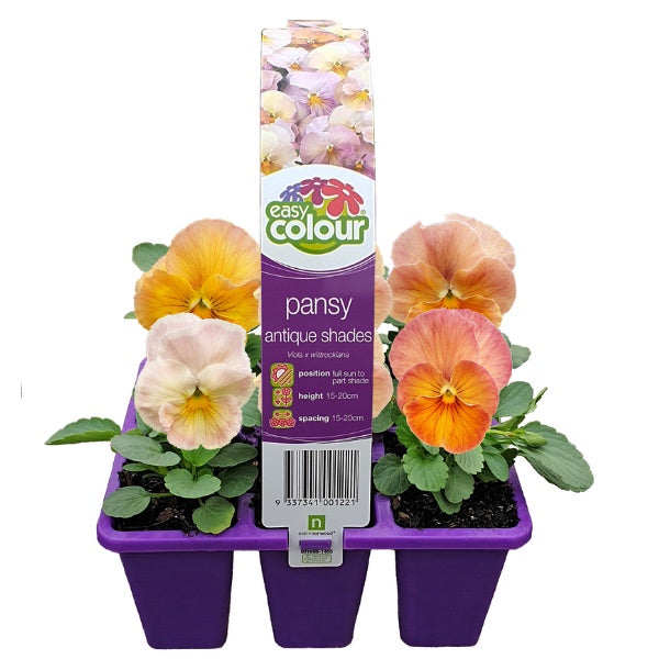 Pansy Antique Shades