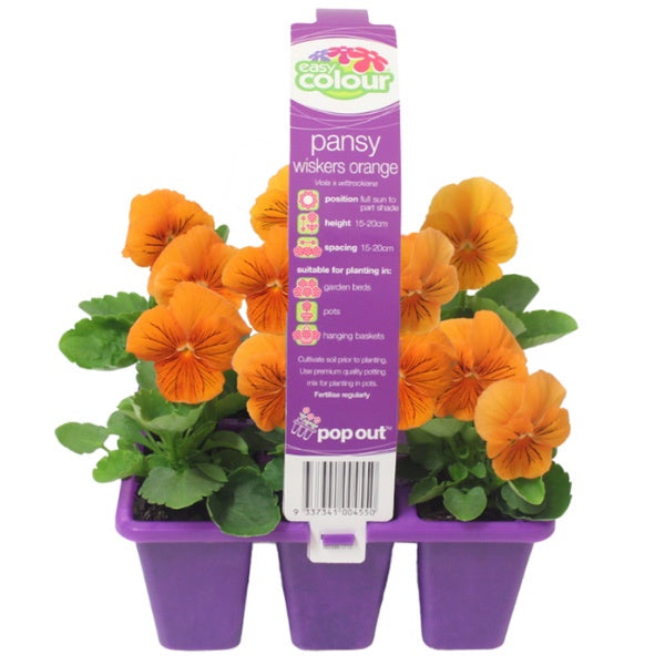 Pansy Whiskers Orange