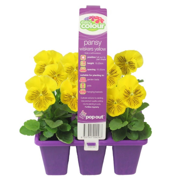 Pansy Whiskers Yellow