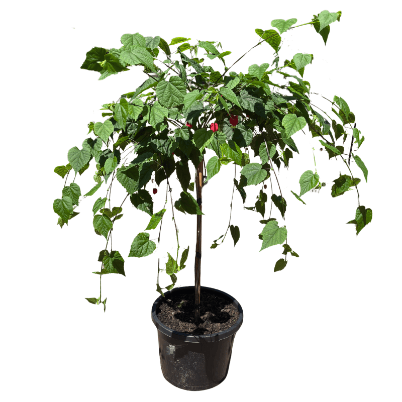 Abutilon Staked 30cm