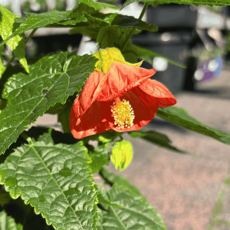 Abutilon 'Lucky Lantern Tangerine' 15cm