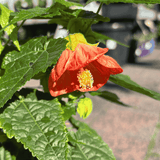 Abutilon 'Lucky Lantern Tangerine' 15cm