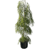 Acacia 'Copper Tips' 33cm