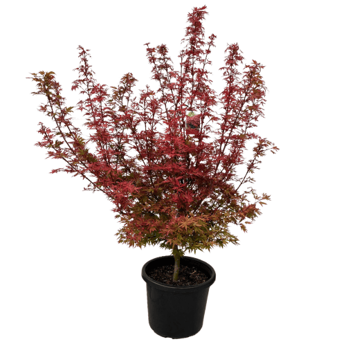 Acer palmatum Shaina 40cm
