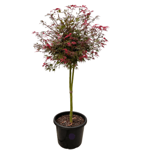 Acer palmatum 'Shaina' Standard 40cm