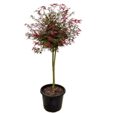 Acer palmatum 'Shaina' Standard 40cm