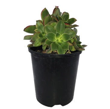 Aeonium Tricolour 14cm