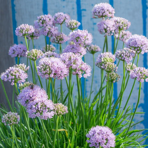 Allium Pink Pepper 14cm