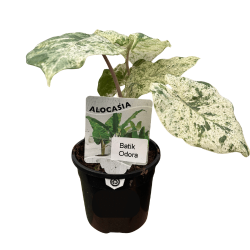 Alocasia Batik 13cm
