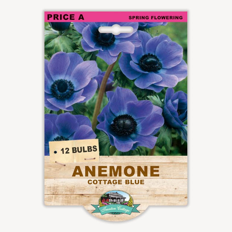 Anemone Cottage Blue - 12 Bulbs