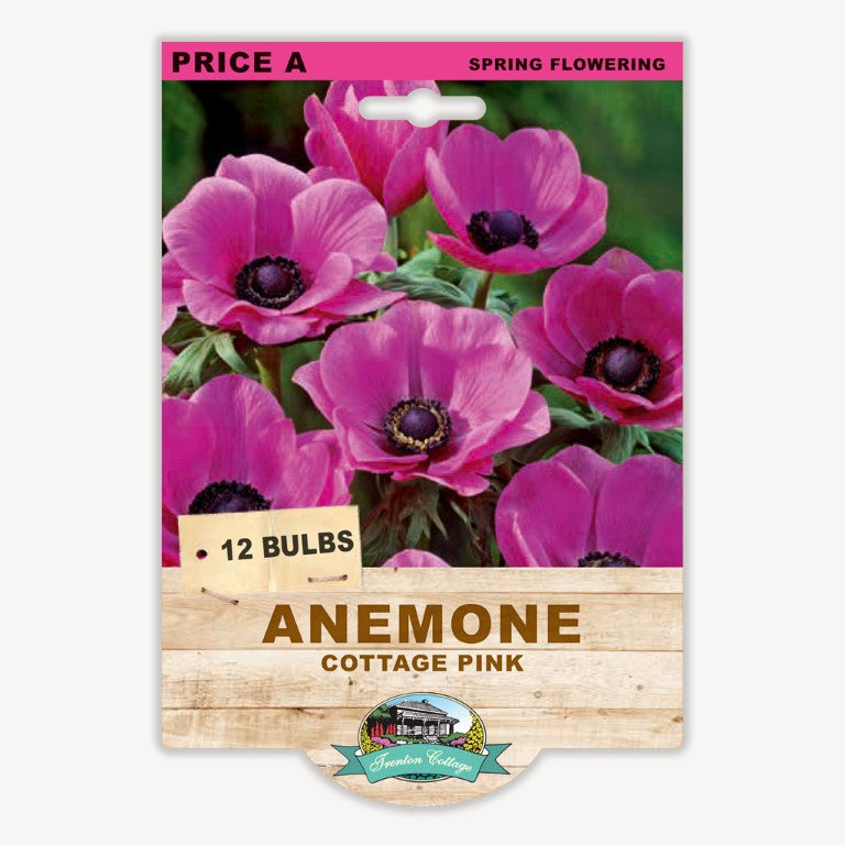 Anemone Cottage Pink - 12 Bulbs