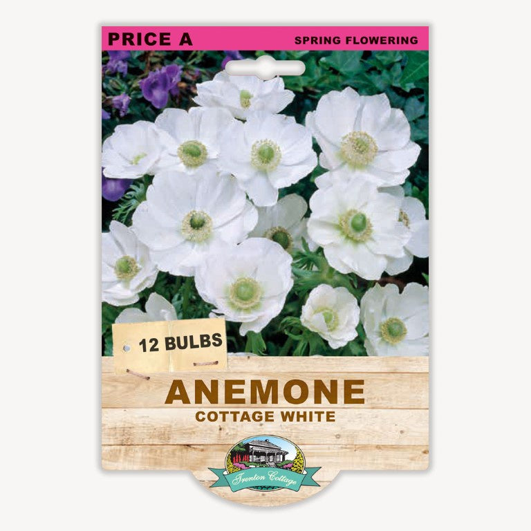 Anemone Cottage White - 12 Bulbs