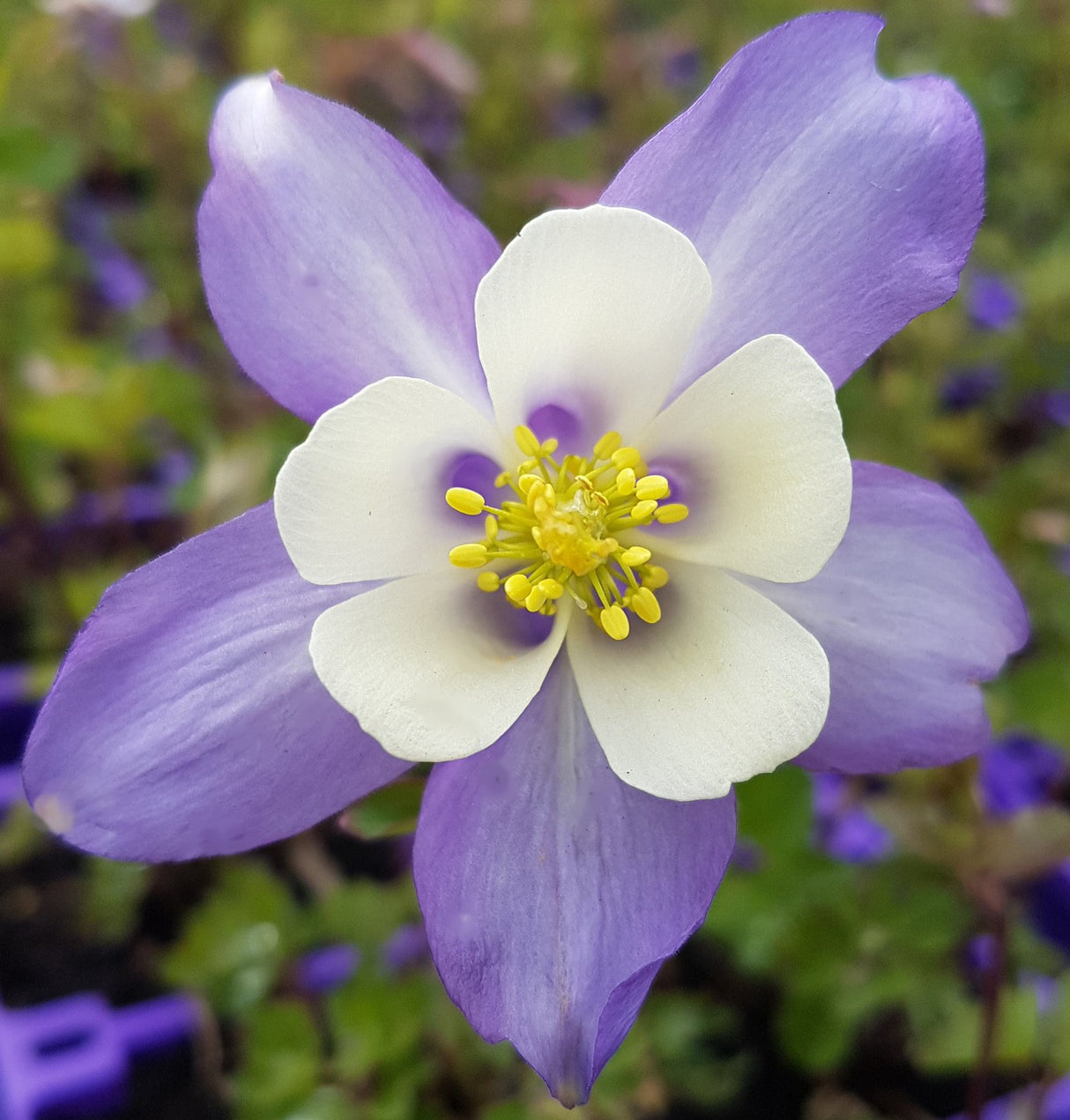 Aquilegia Blue & White