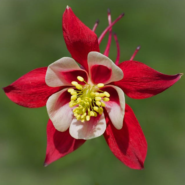 Aquilegia Red & White