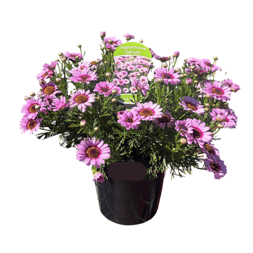 Argyranthemum Grandaisy Pink Halo 20cm