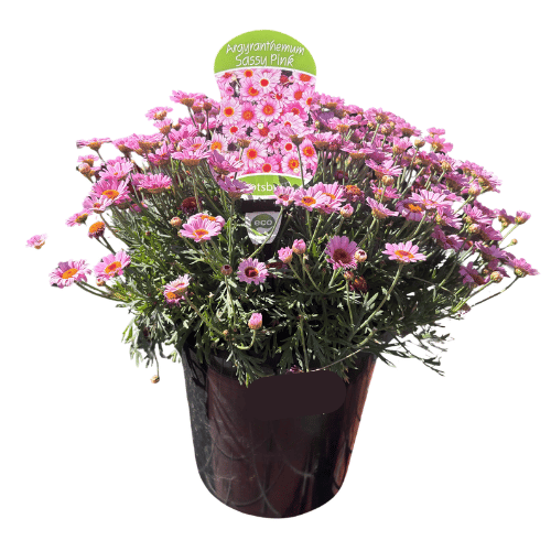 Argyranthemum Sassy Pink 20cm