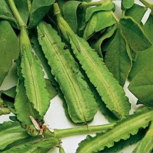 Asparagus Pea Winged Pea Seeds