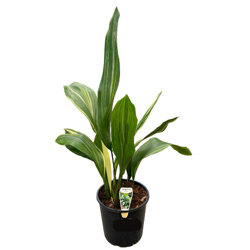 Aspidistra 20cm