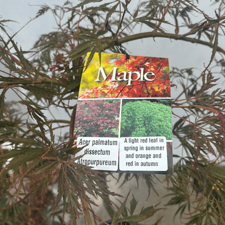 Acer palmatum dissectum Atropurpureum 30cm