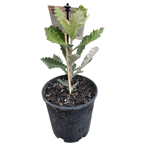 Banksia coccinea 14cm