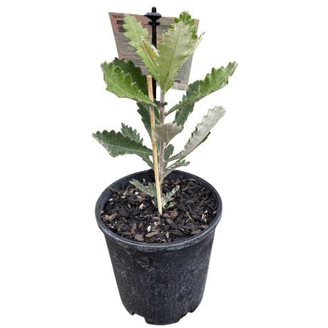 Banksia coccinea 14cm