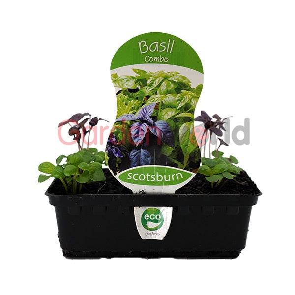 Basil Combo Punnet