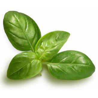 BASIL SWEET 10CM_