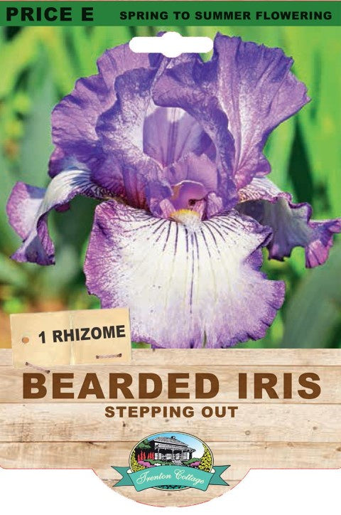 Bearded Iris Stepping Out - 1 Rhizome