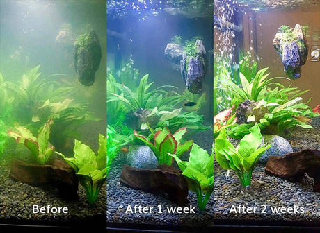 Splosht Aquarium Pack