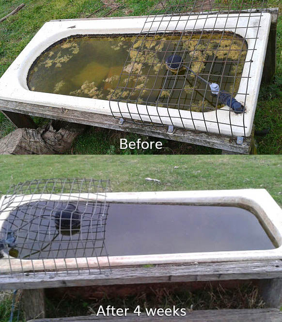 Splosht Water Trough