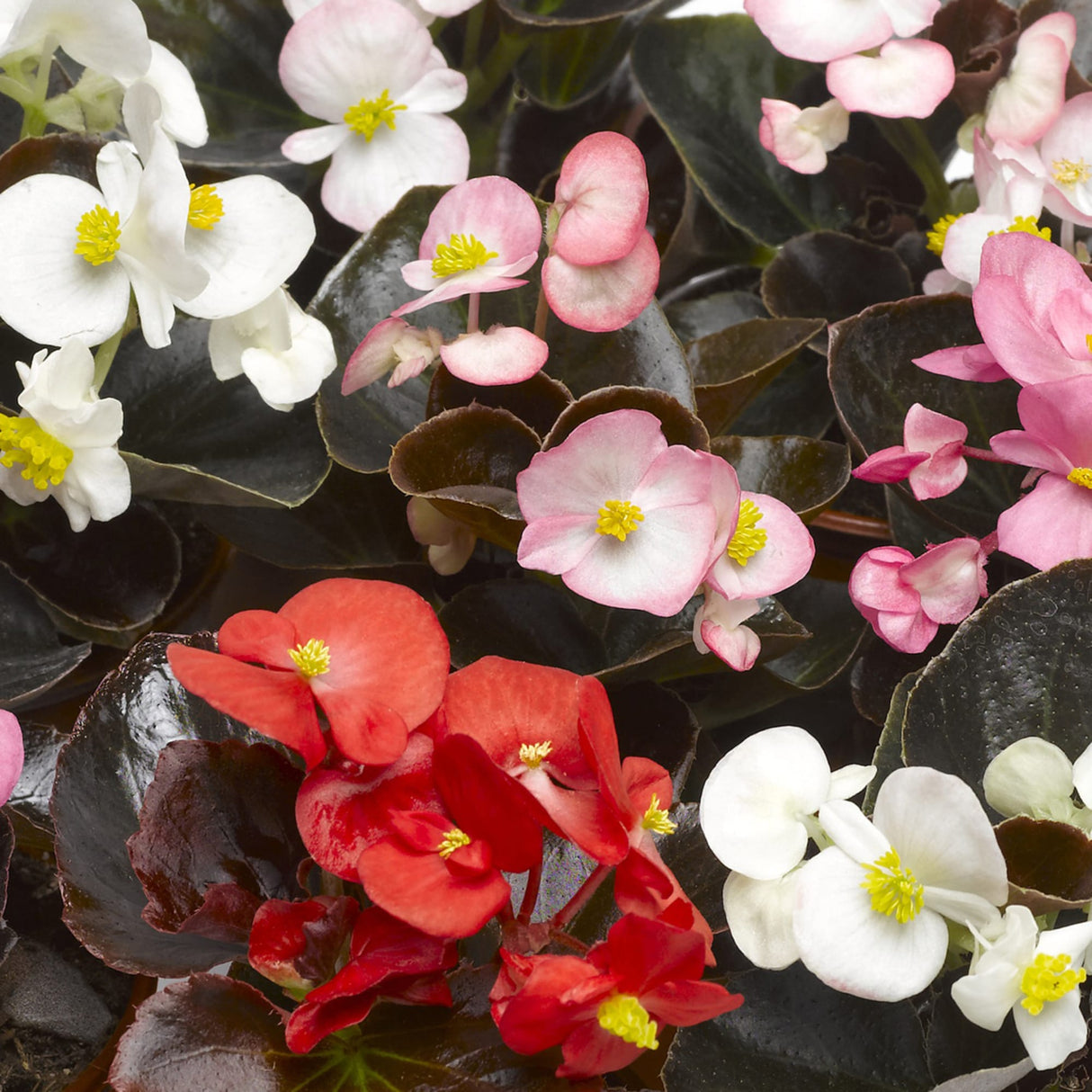 Begonia Bronze Leaf Mix