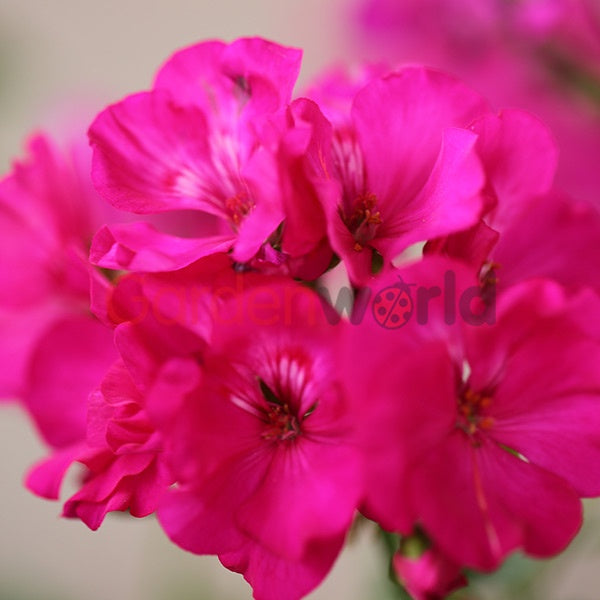 Geranium Big Pink 20cm