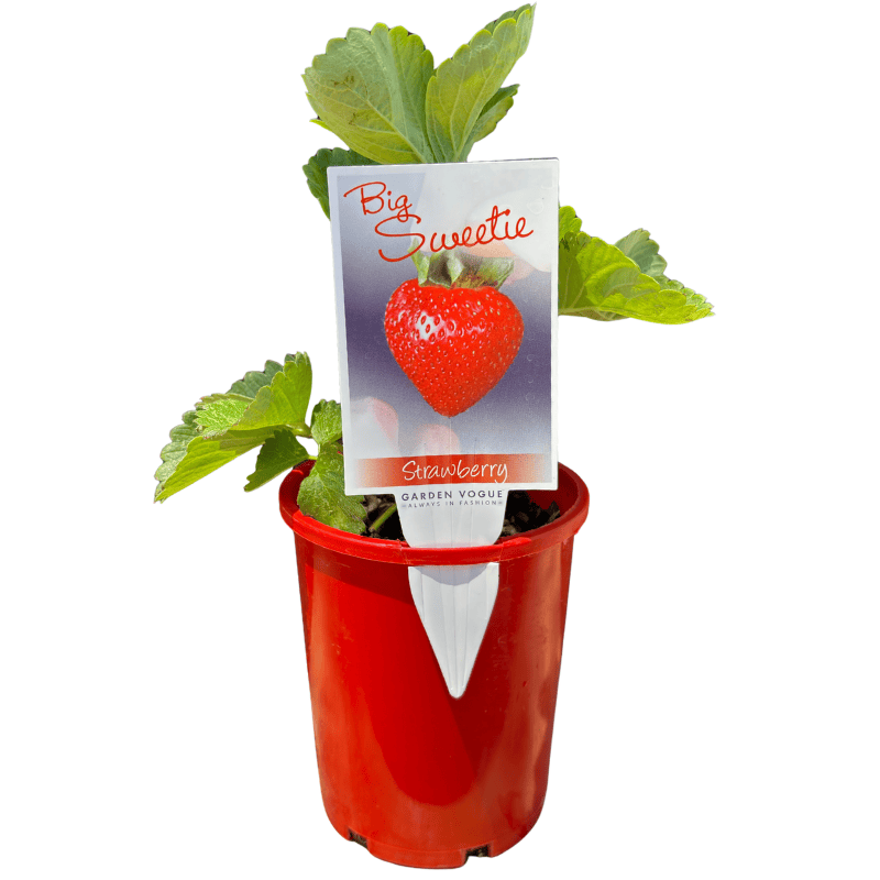 Strawberry Big Sweetie - 12cm