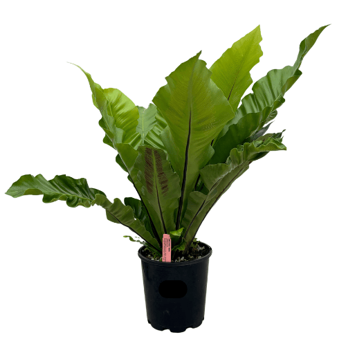 Bird's Nest Fern 18cm