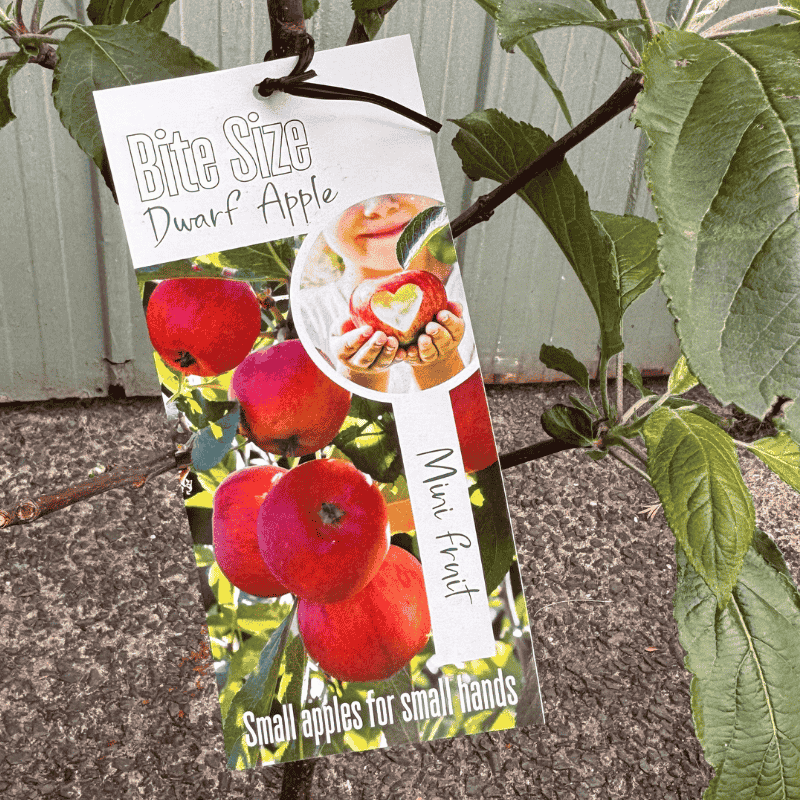 Apple Bite Size Semi-Dwarf