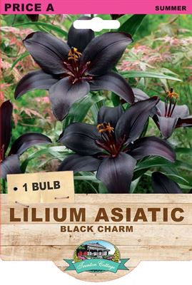 Lilium Black Charm - 1 Bulb