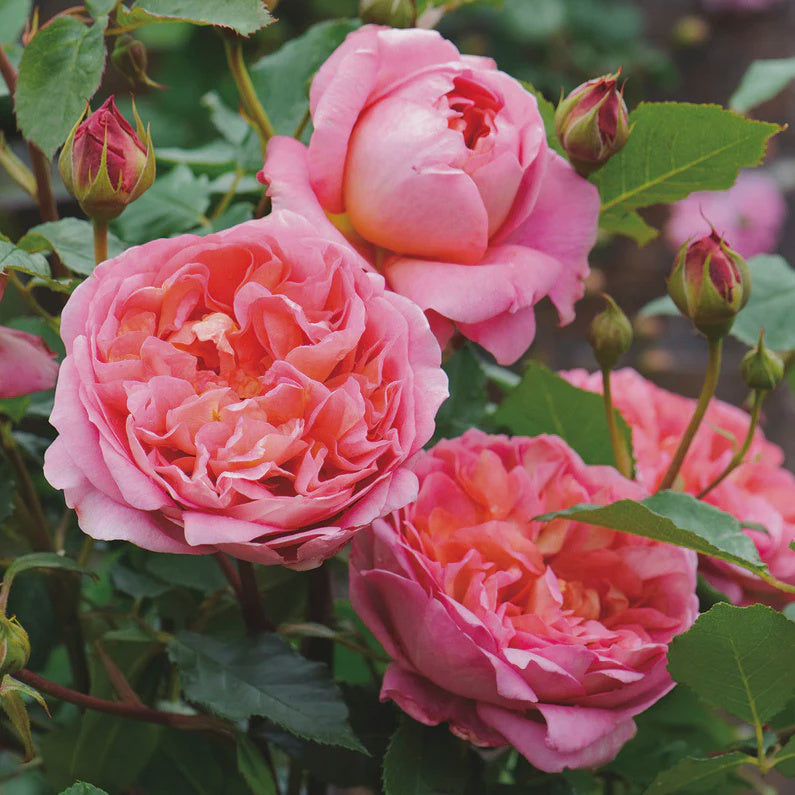 Rose Boscobel 3ft Standard 25cm