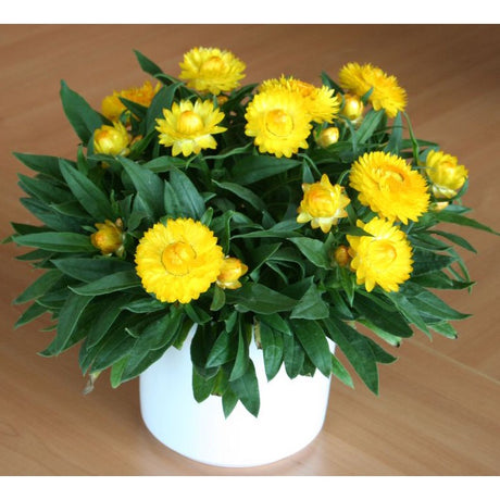 Bracteantha Sundaze Totally Yellow 14cm_