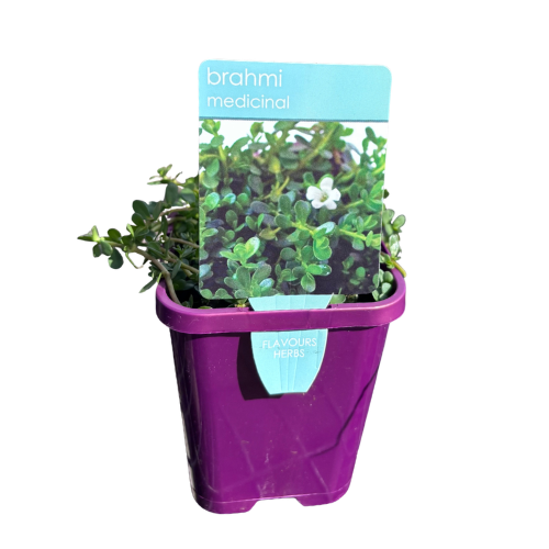 Brahmi 10cm