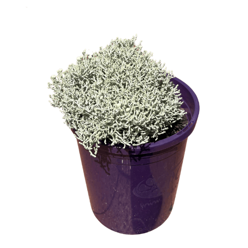 Leucophyta Silver Bullion 14cm