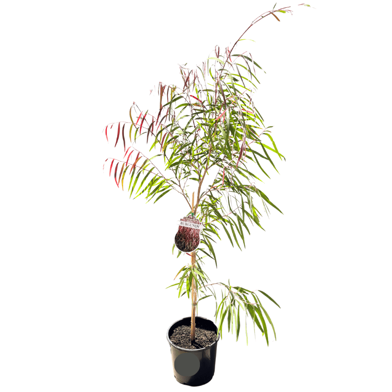 Agonis flexuosa Burgundy 20cm