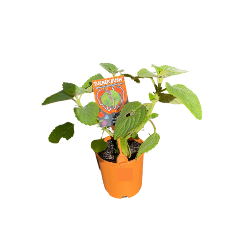 Plectranthus graveolens Basil 14cm