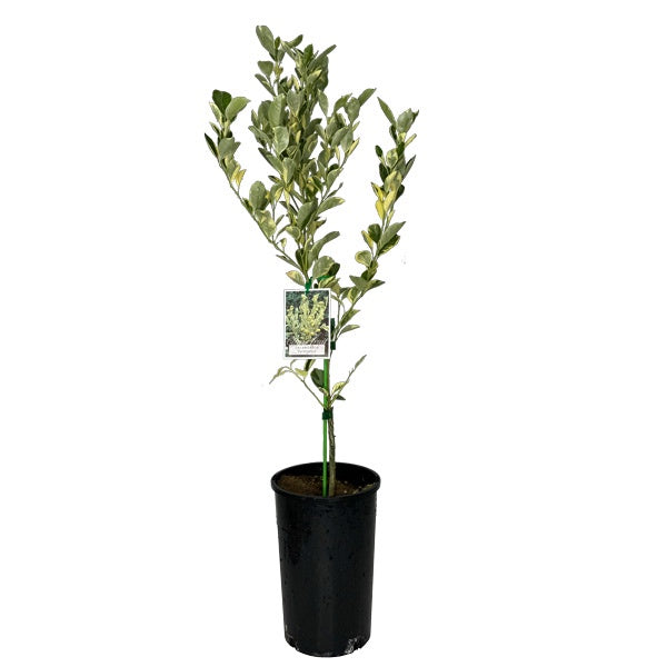 Cumquat Calamondin Variegated 17cm