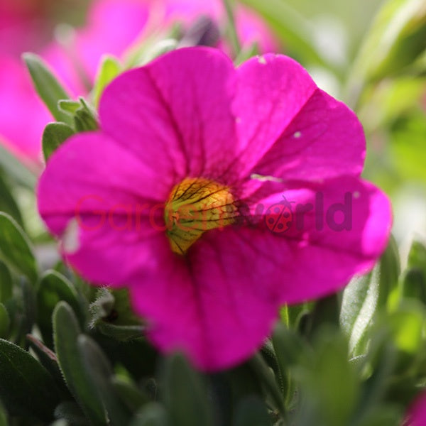 Calibrachoa Rose