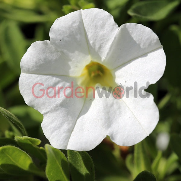 Calibrachoa White