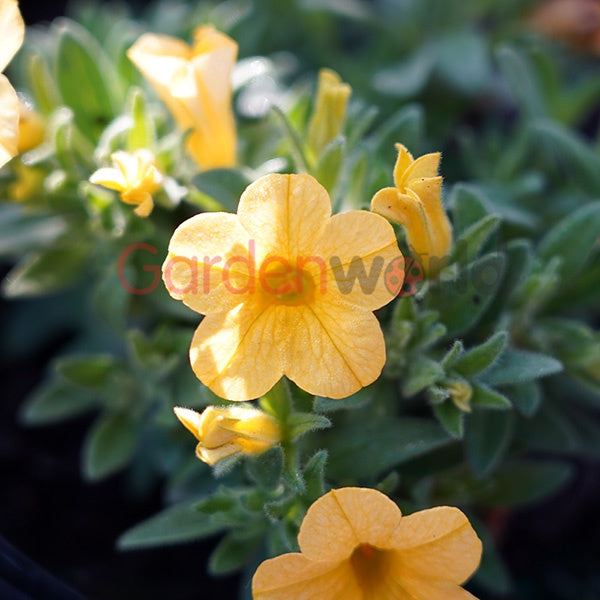 Calibrachoa Yellow