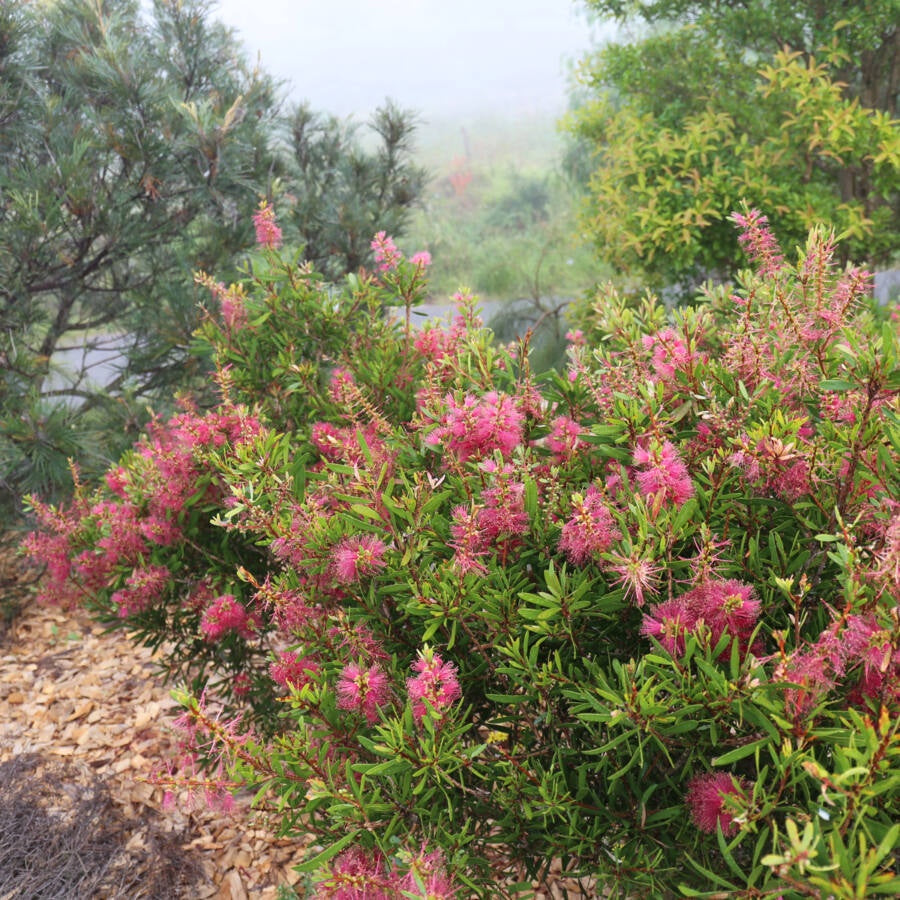 Callistemon 'Candy Burst' 20cm